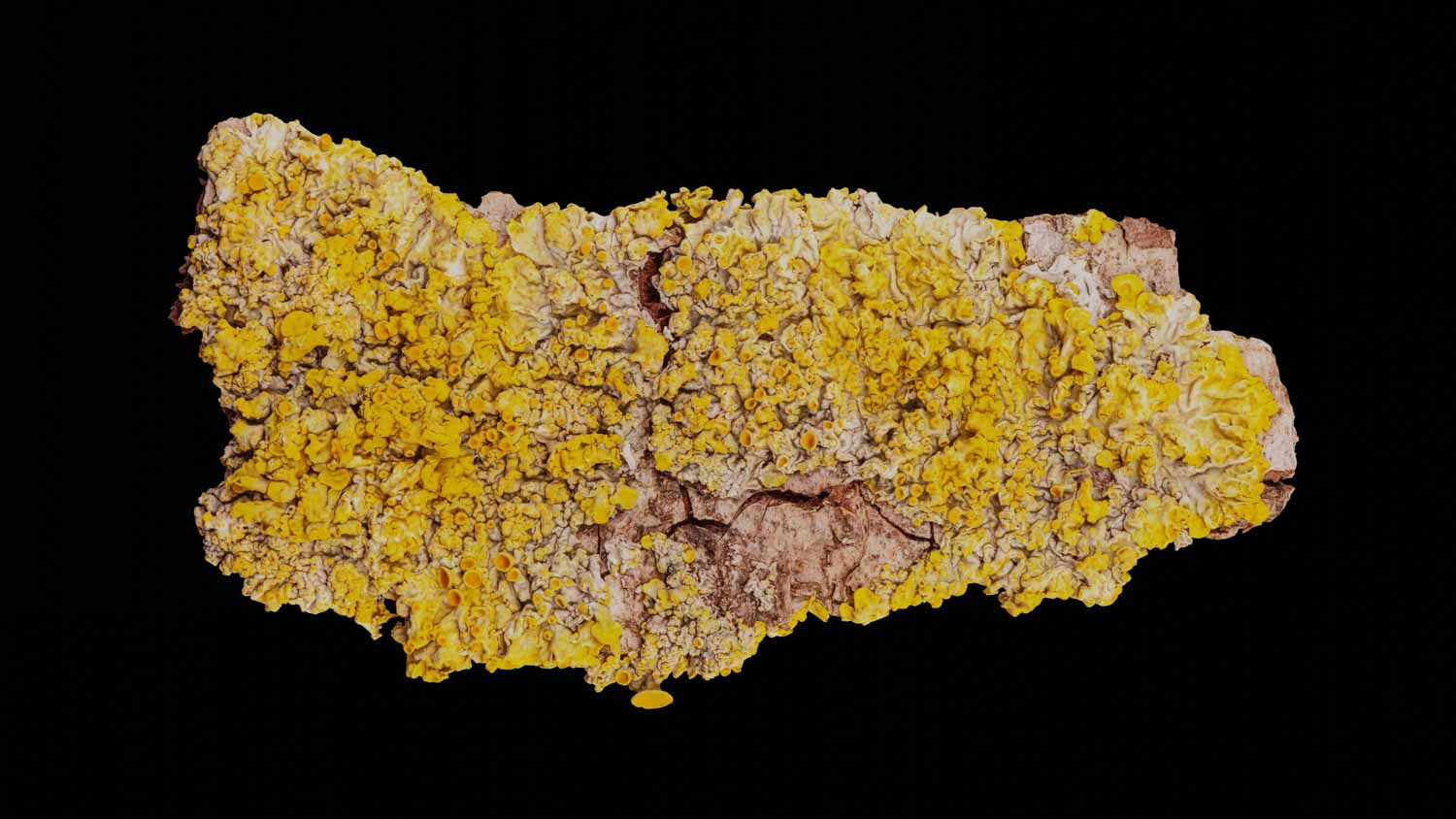 Xanthoria parietina